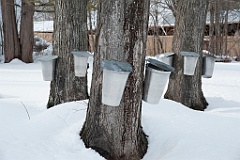 Traditional Buckets Collect Sap from Maple Trees in Maine